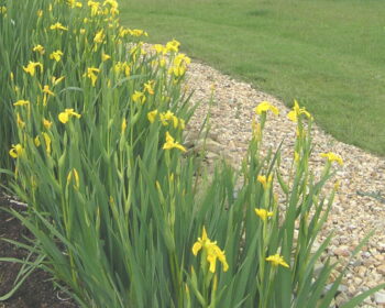 Pflanzen Aquatiris