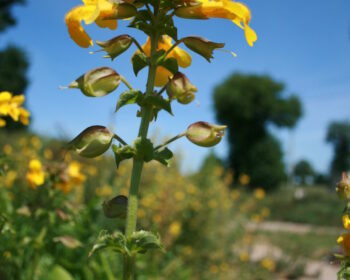 Pflanzen Aquatiris